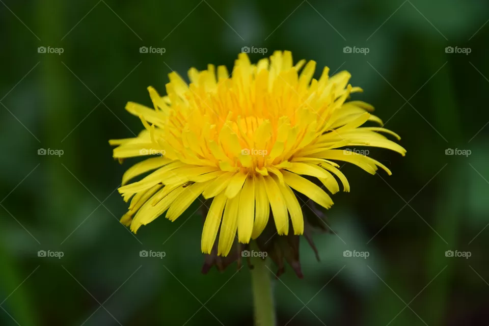 Butterblume
