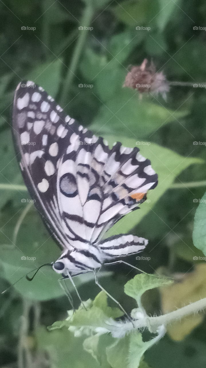 This is very beautiful butterfly evening click