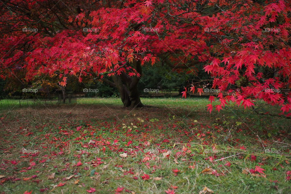 Autumn colours falling