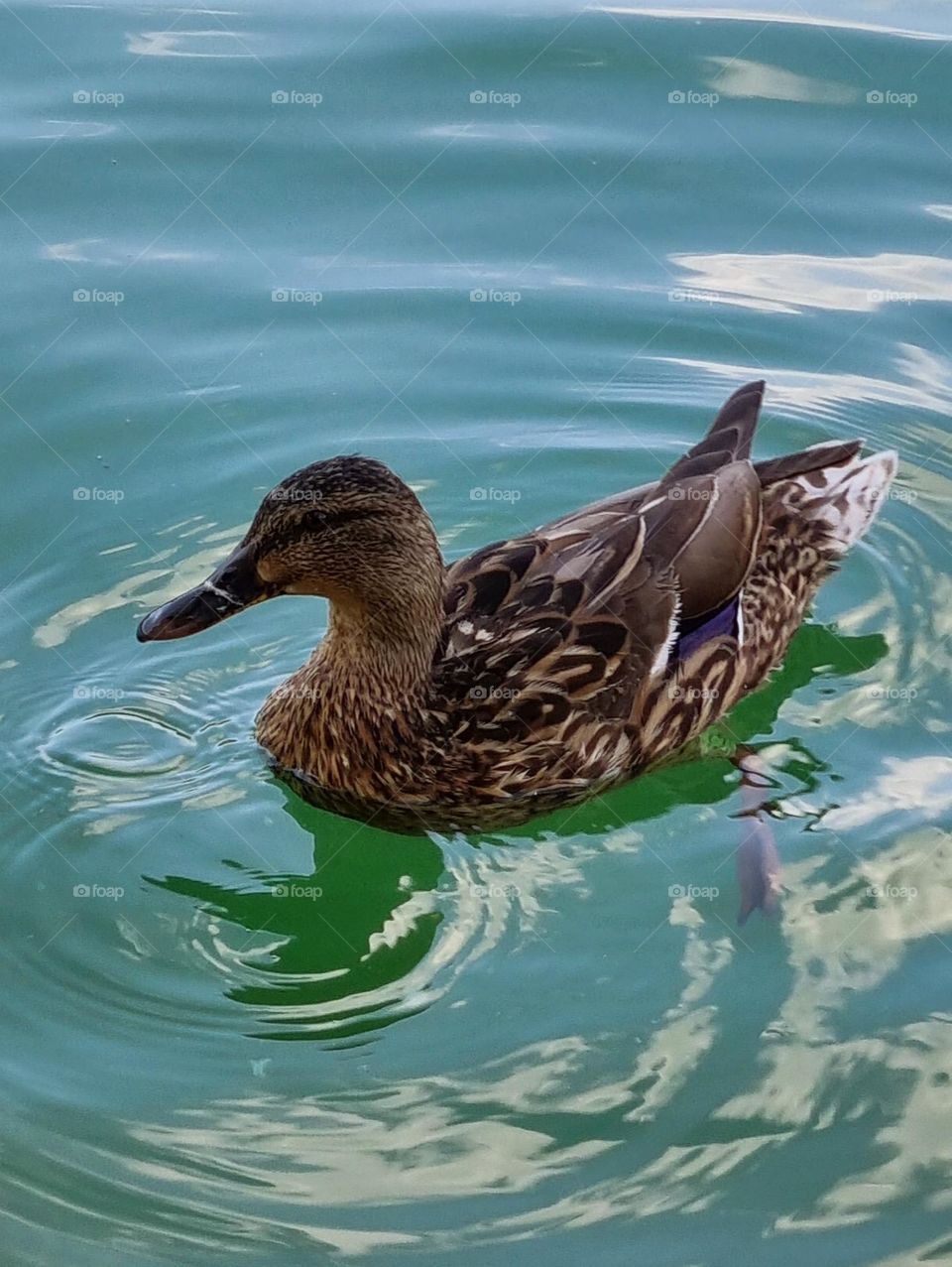 in the clear lake the duck shines
