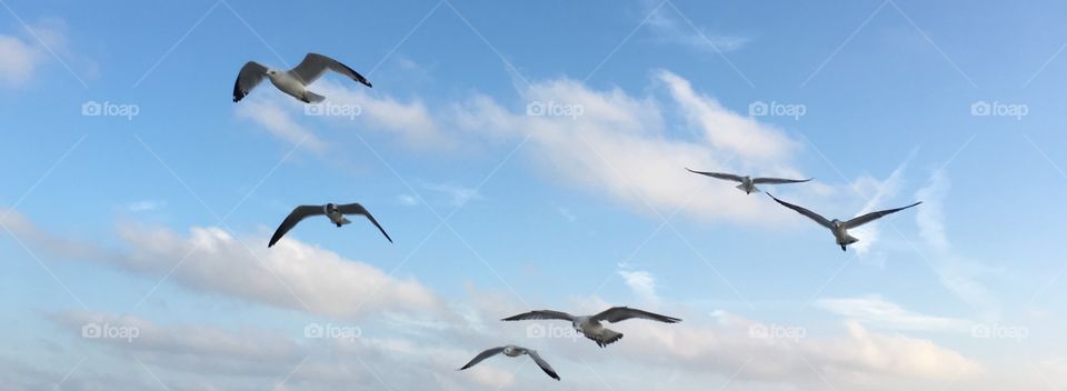 Birds flying in the sky 