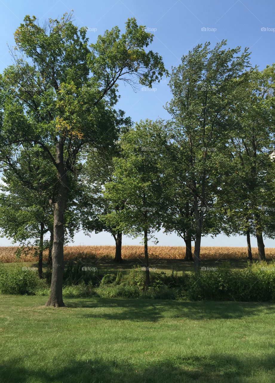 Prairie Series: Trees & Field