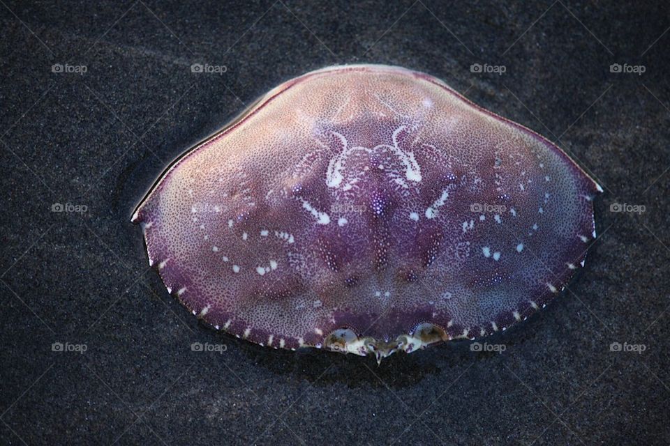 crab shell 
