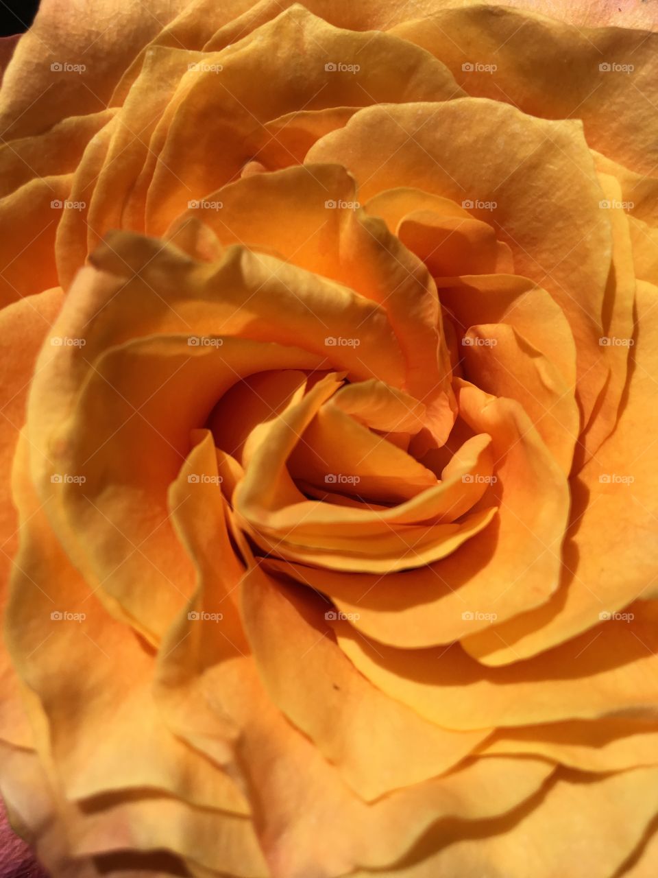 Peach Rose