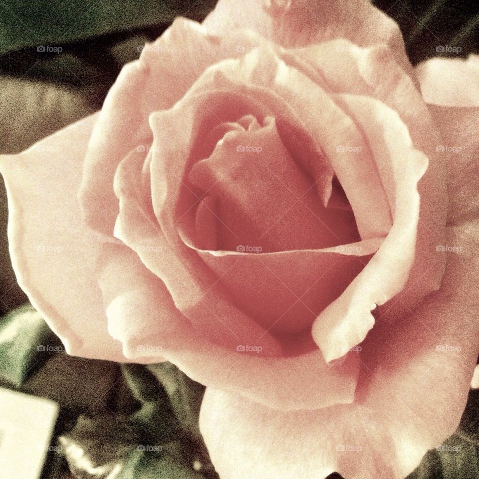 flowers pink rose roses by isabella.c.distefano