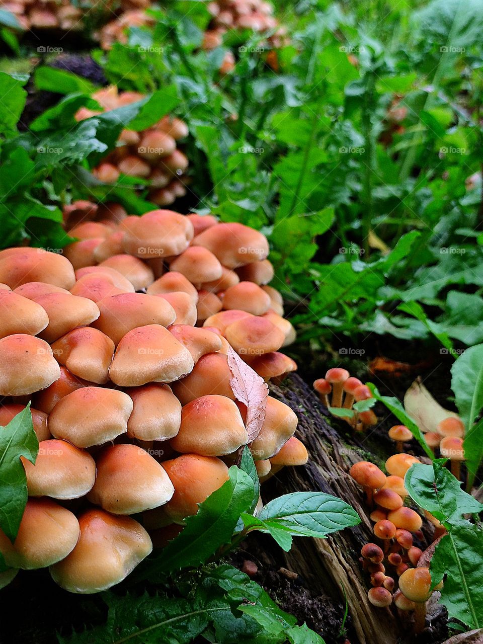 Mushrooms.  Honey mushrooms on a tree stump