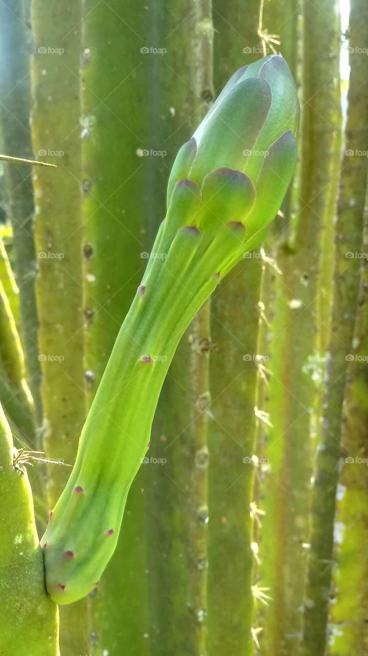 KAKTUS, CACTO, CACTUS BUTTON FLOWER.