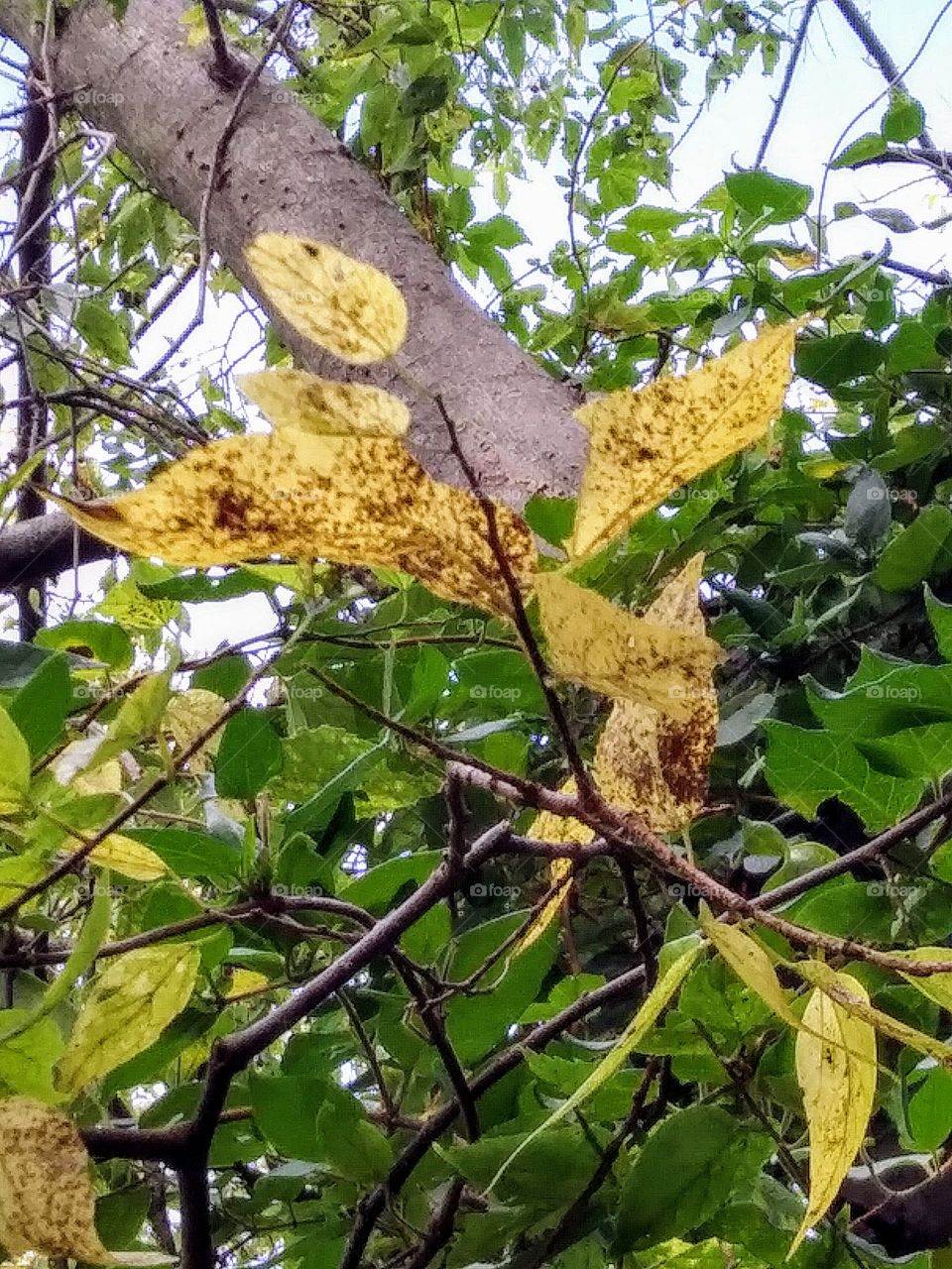 yellowing leaves on an autumn tree