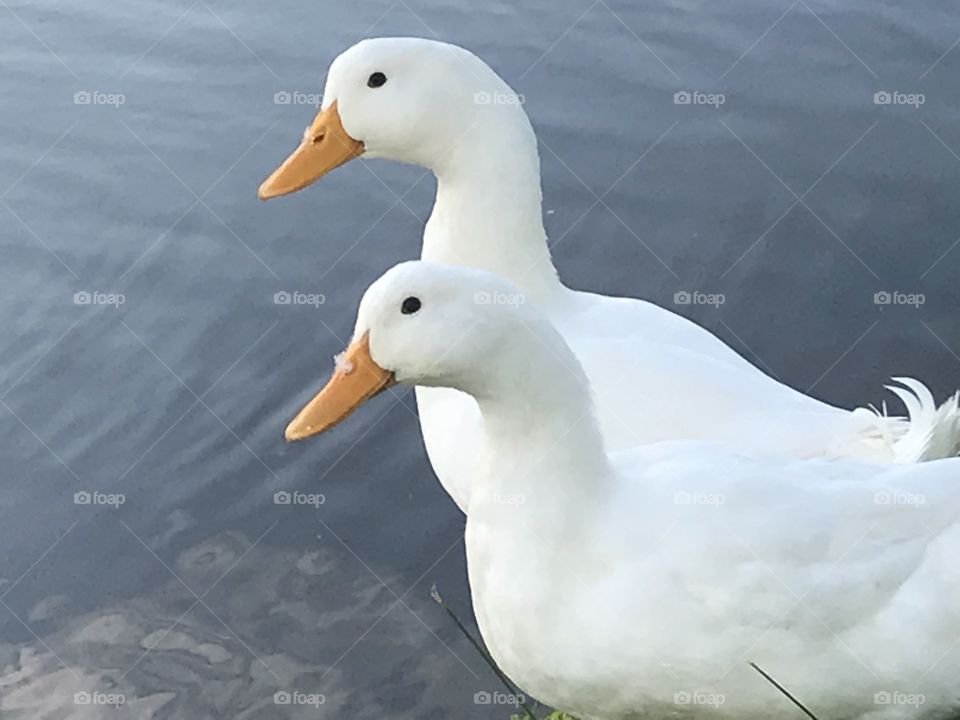 Two white goose 