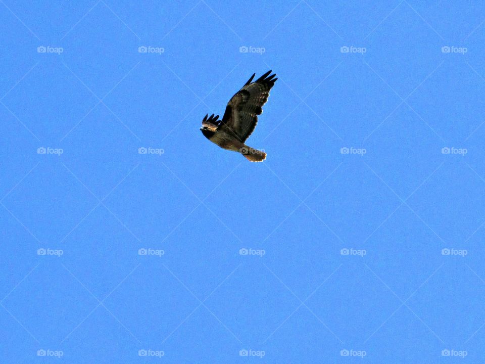 bird of prey, Hawk