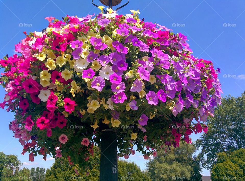 View of flowers