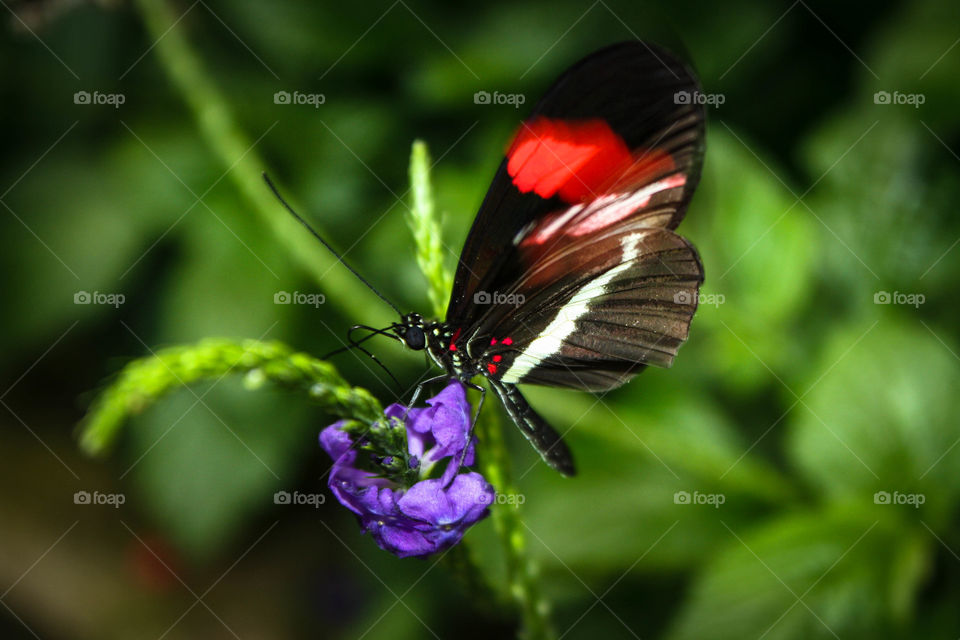 Little butterfly on a purple flower