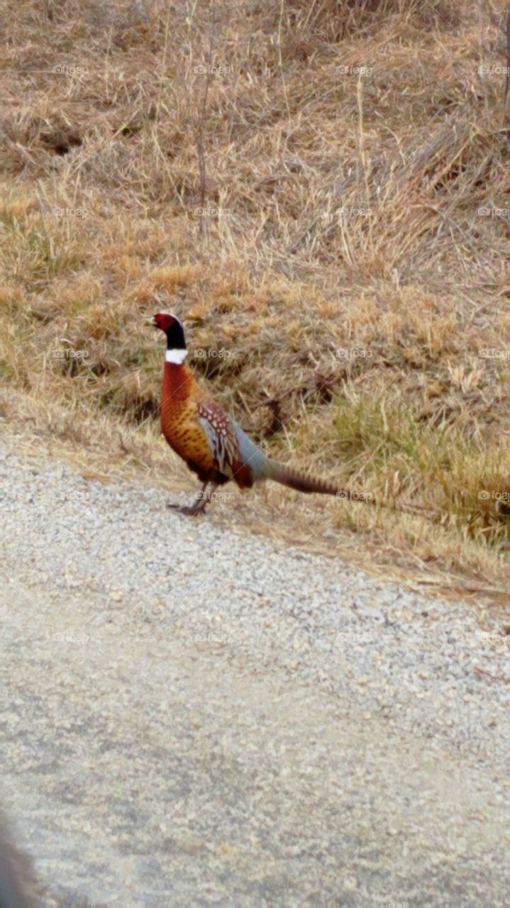 Pleasant Pheasant