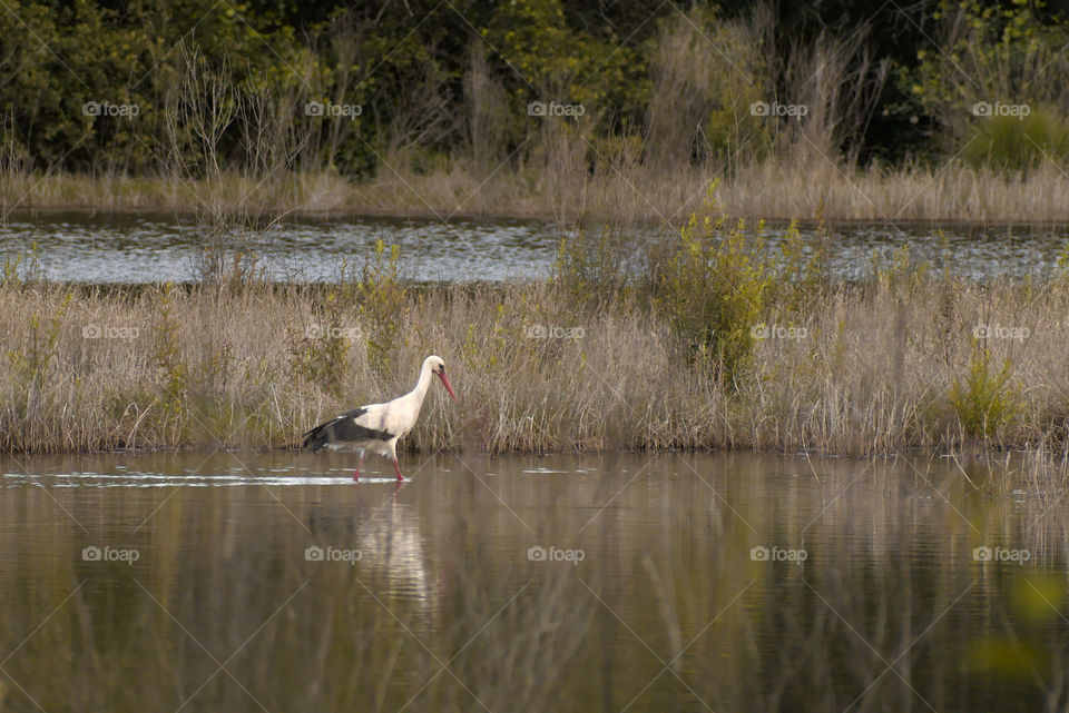 White stork fishing on a calm lake. Great setting for photographing an unexpected bird!