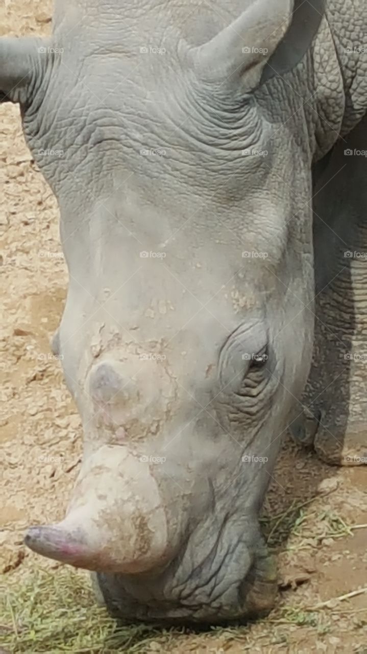 horny rhinoceros