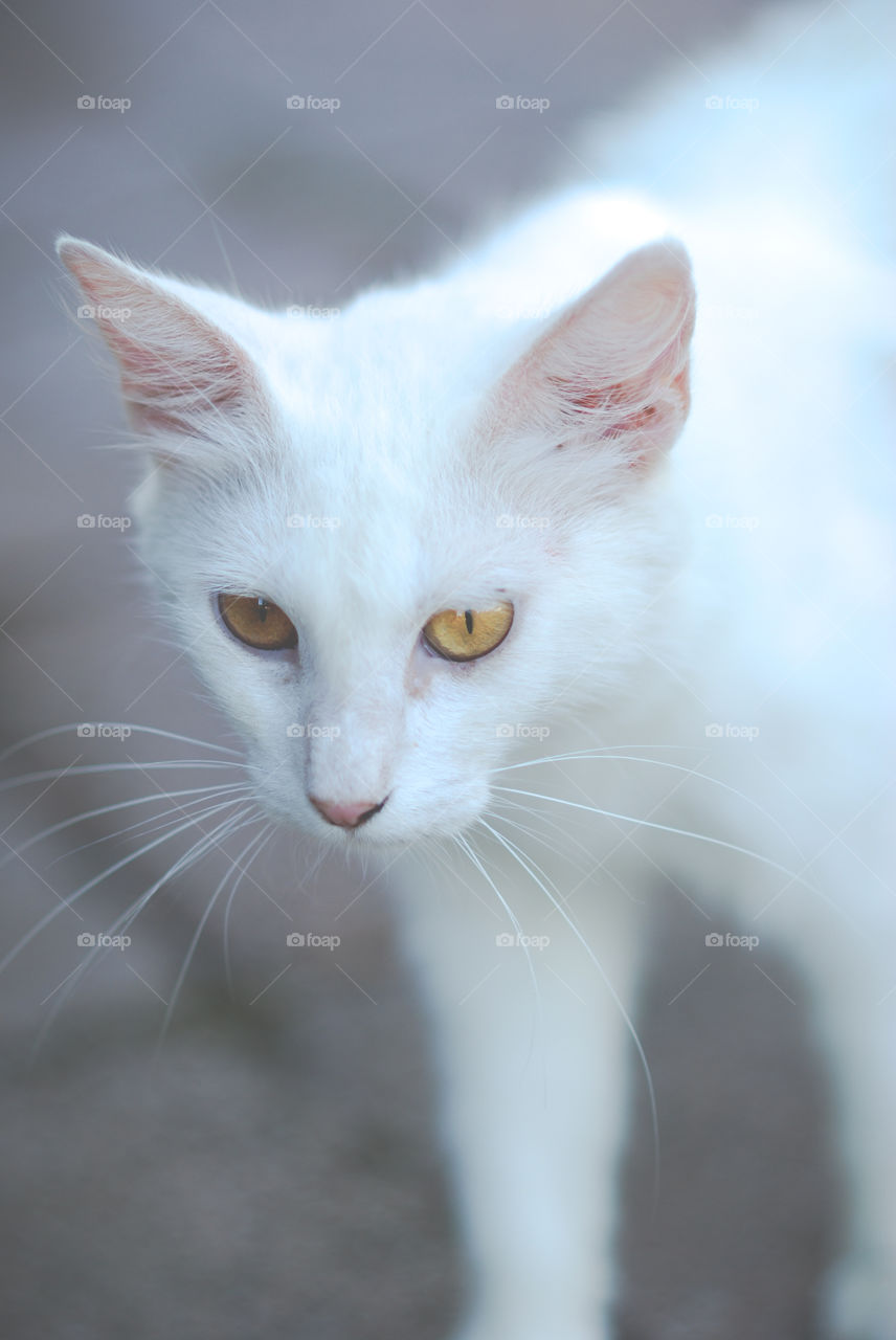 Cute white cat