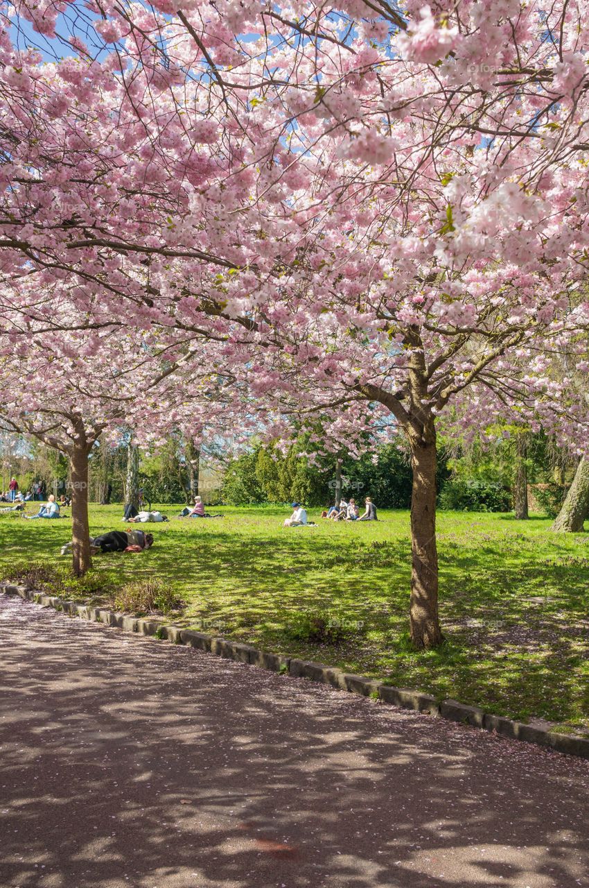 Pink park