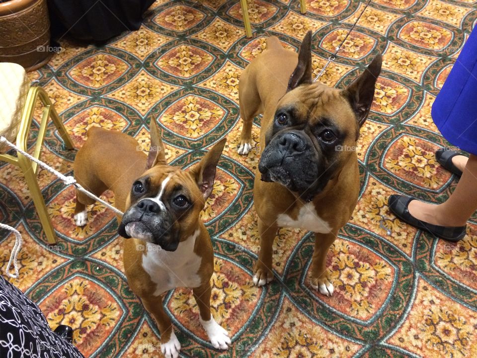 Daughter and dad boxer dogs 