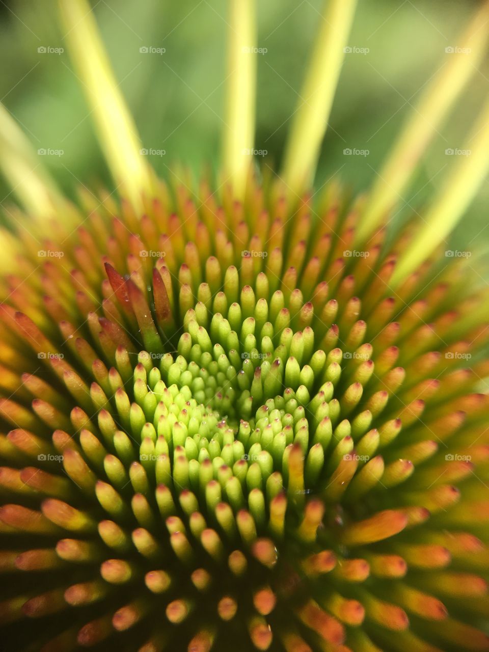 Flower closeup