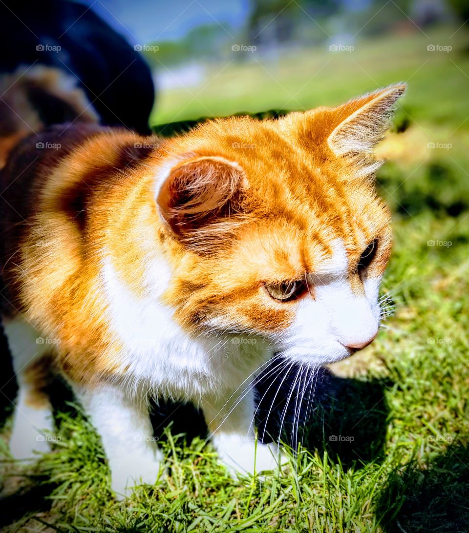 A majestic Calico cat in his natural environment, the back yard. Photo taken on May 27th, 2018. Using my 16mp Essential phone camera.