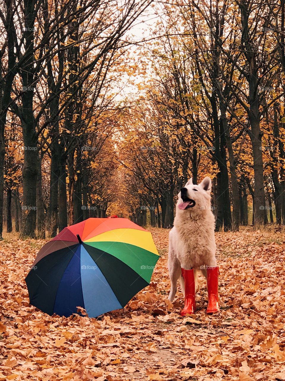 Cute dog with umbrella. Autumn park