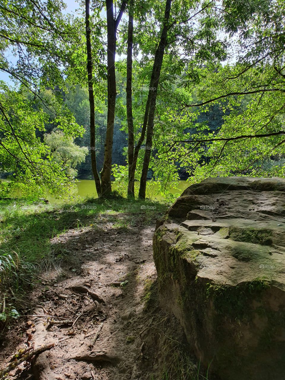 Lake, Tree and Rocks