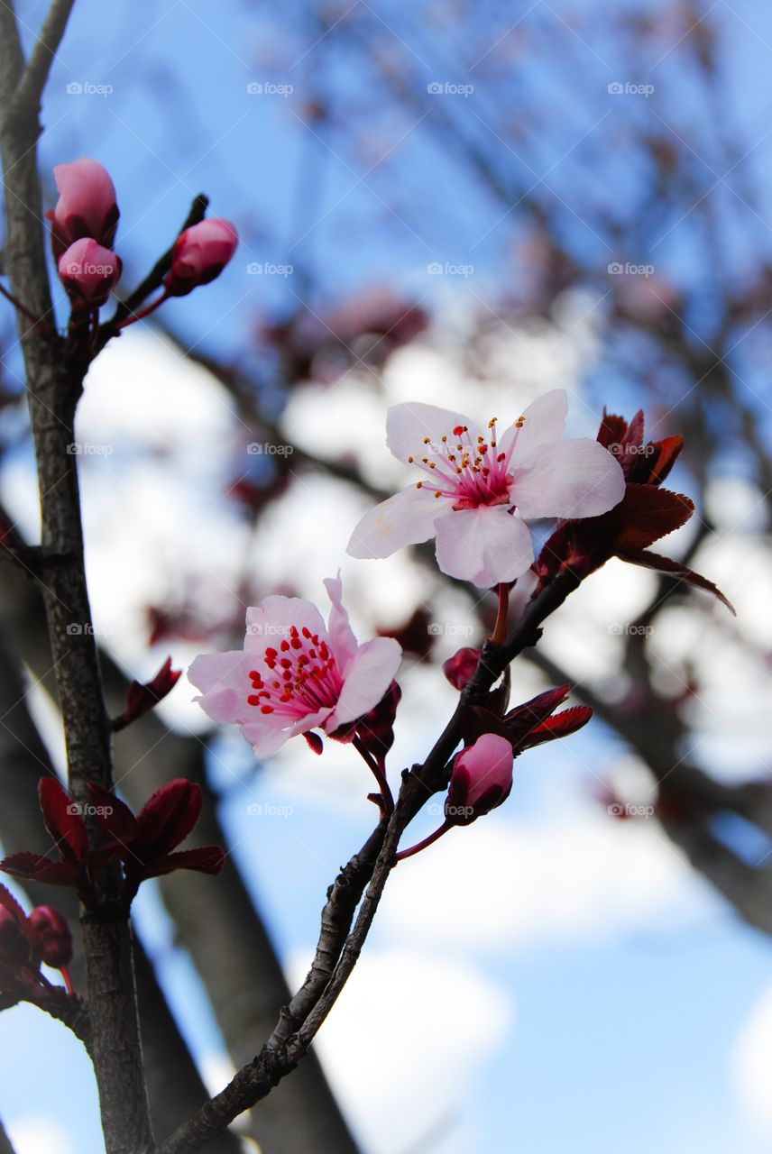 Pink Blossoms