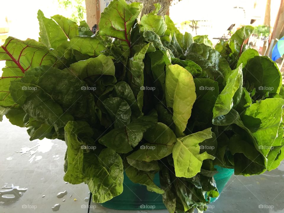 Harvesting Swiss chard.