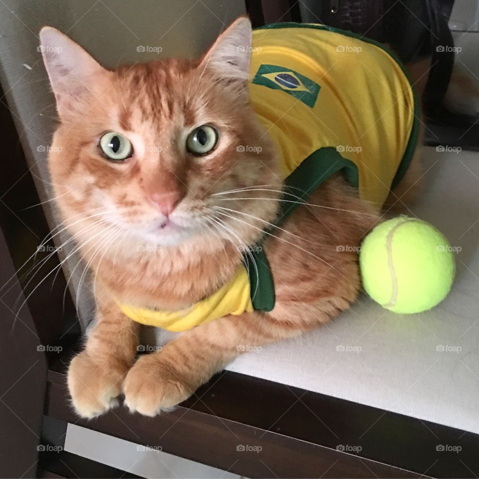 Cat tennis player