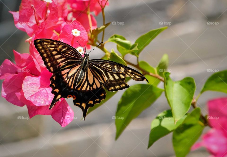 flying butterfly in the flowers