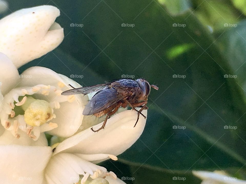 Side closeup profile view of a bush fly on a white blossom