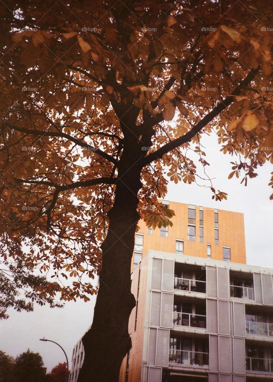A tree in front of a apartment building in a city, autumn colors, analog photography