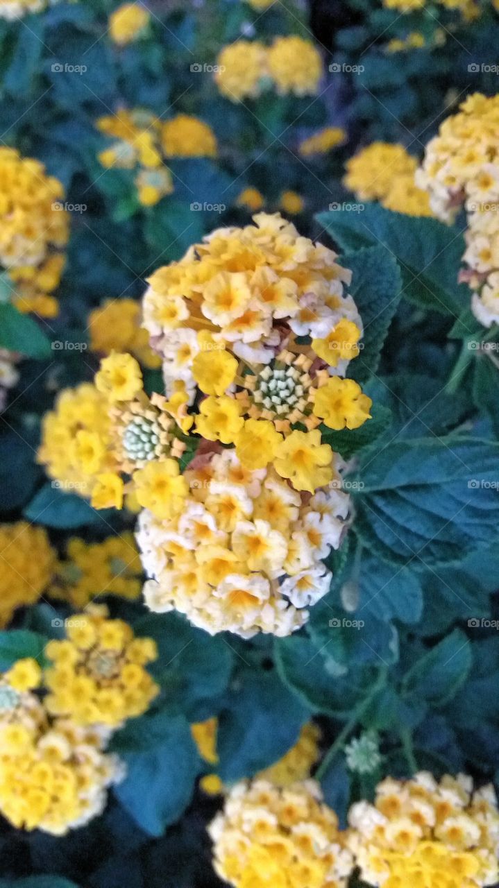 Beautiful yellow and white small flowers