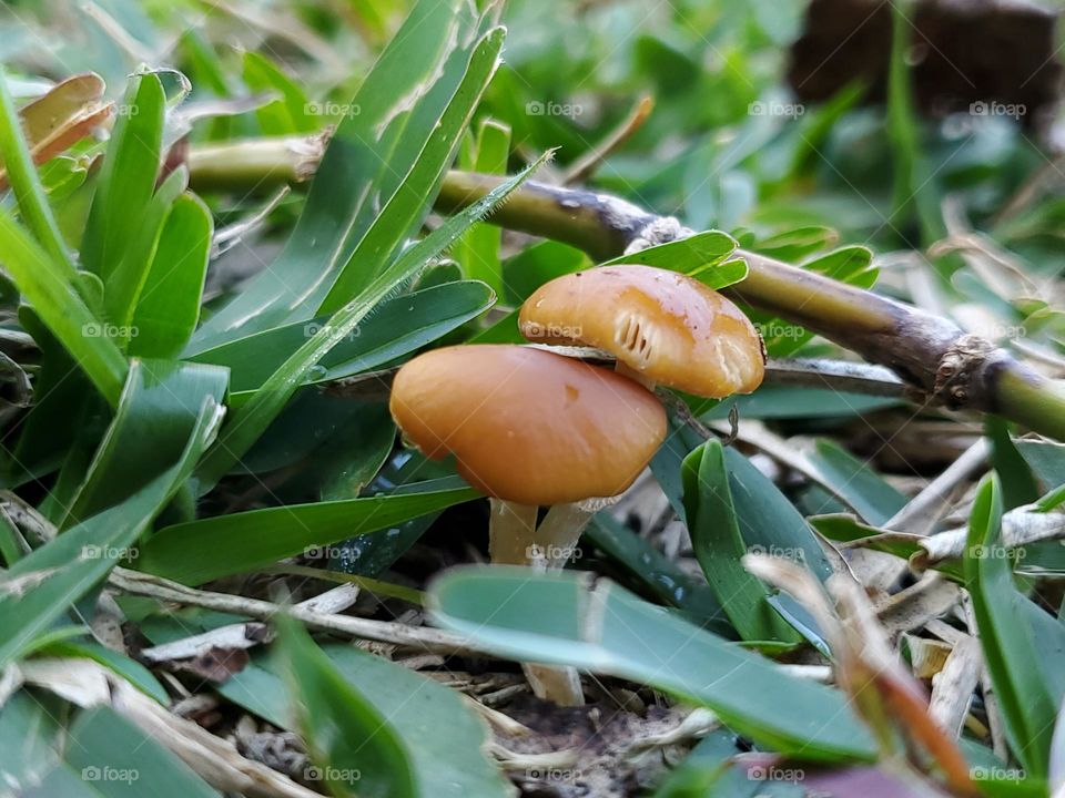 And from the sod two tiny little mushrooms appear.