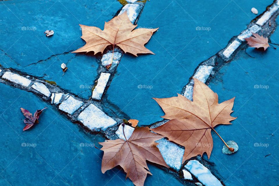 Fall leaves on turquoise pavement 