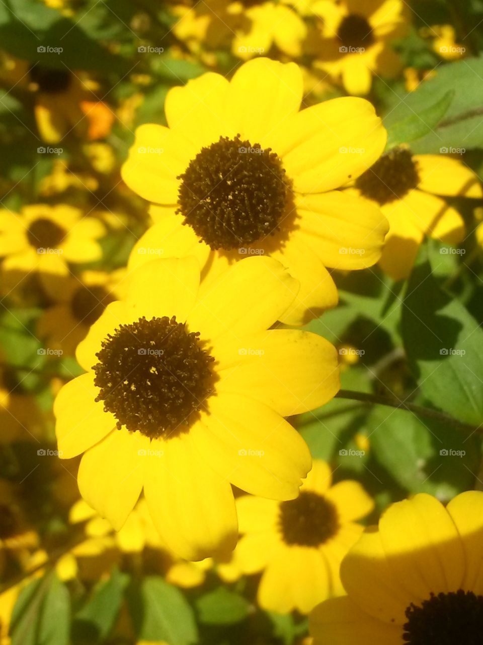 Nice yellow flowers
