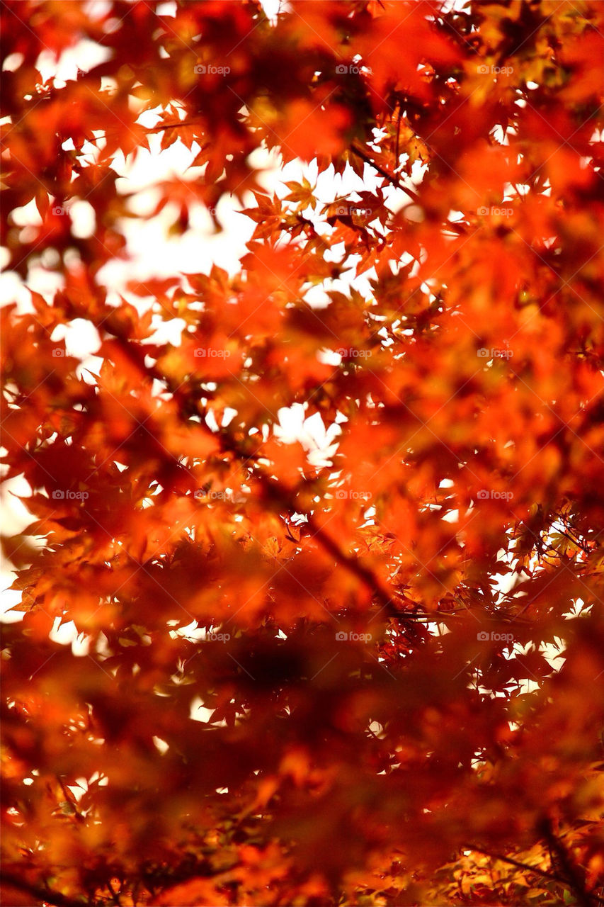 tree trees leaves fall by Sheldonsteere