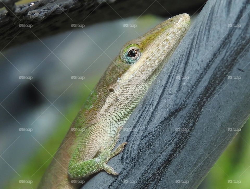 Net on a trampoline closeup with a green anole laying on a black rod outside hiding.