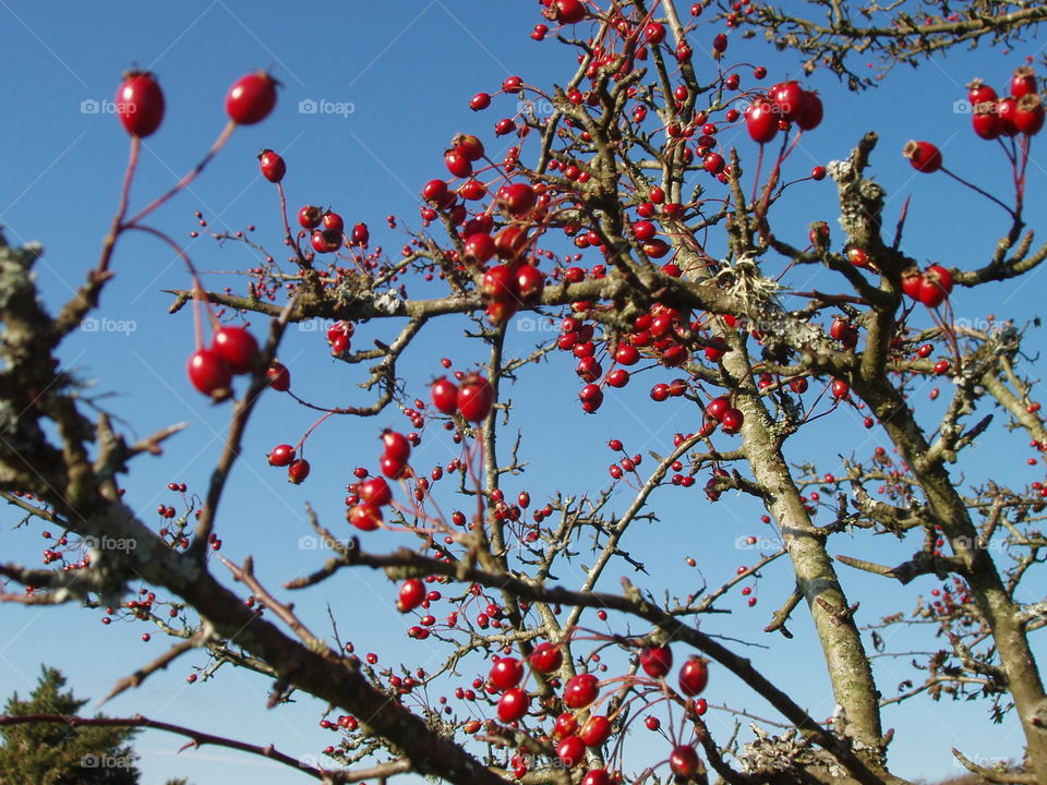 Berries