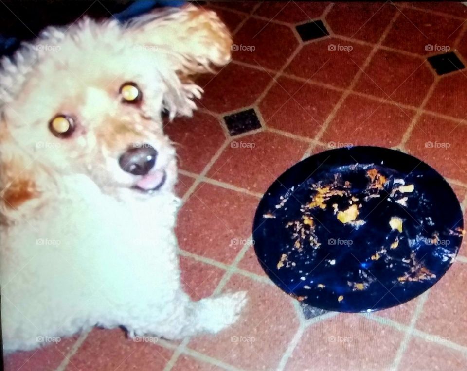 Dog looking happy after eating everything on plate.