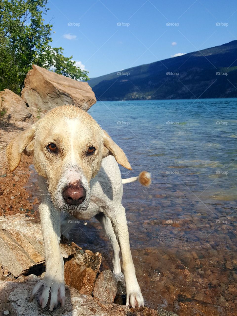 Beach Days , Happy Days
I Love You Like A Labrador Loves Water 🤗