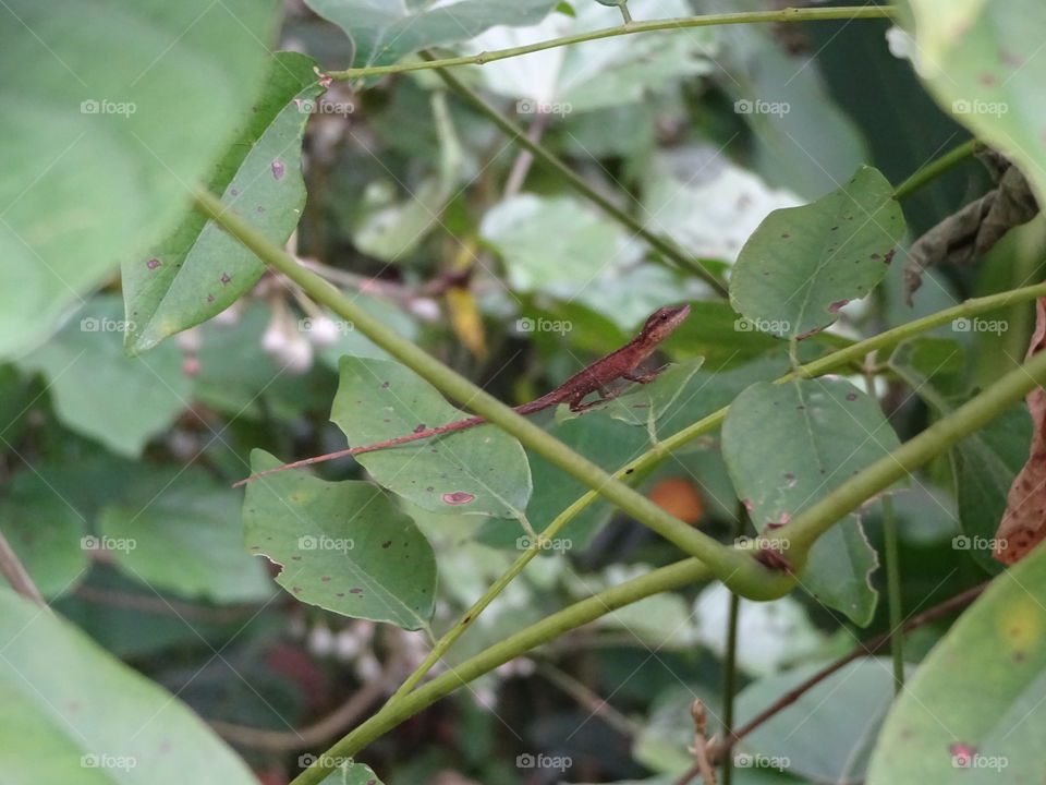 tiny lizard laying in a leaf