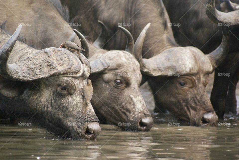 Three buffalos 