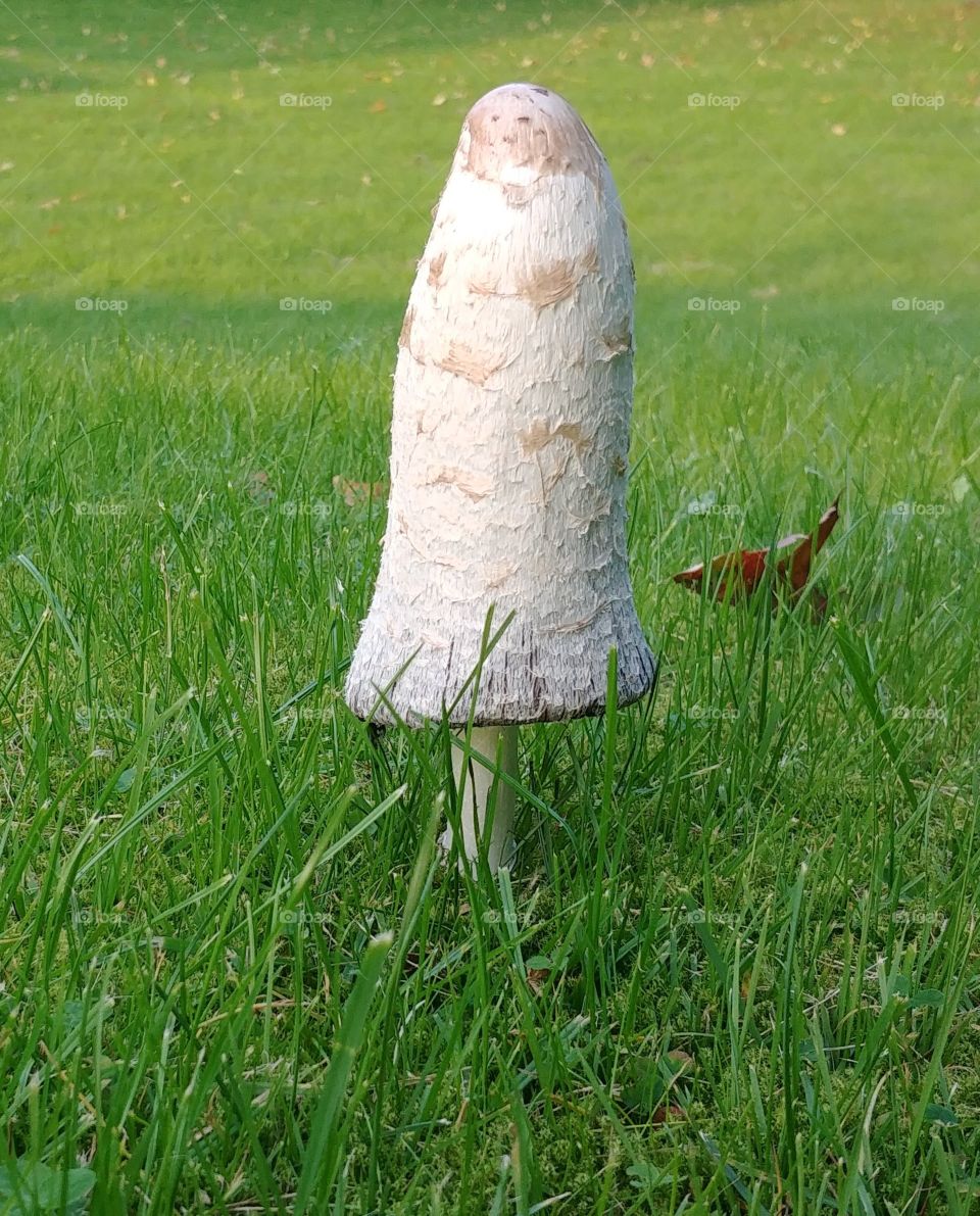 pilz tintenschöpfling weiß wiese gras Herbst