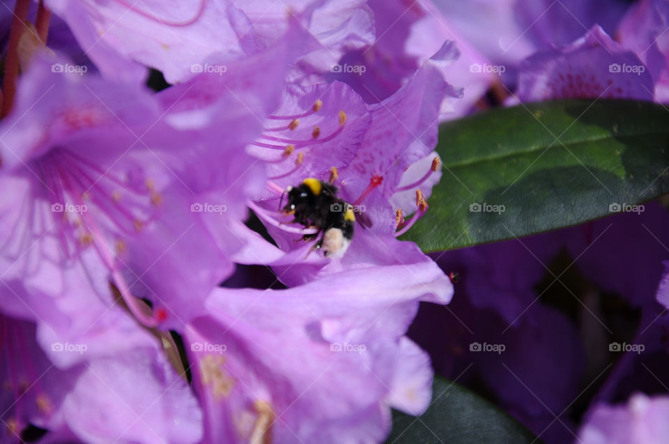 flower purple insect bumblebee by robbidoh