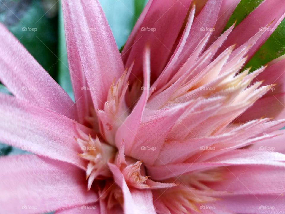 pink flower