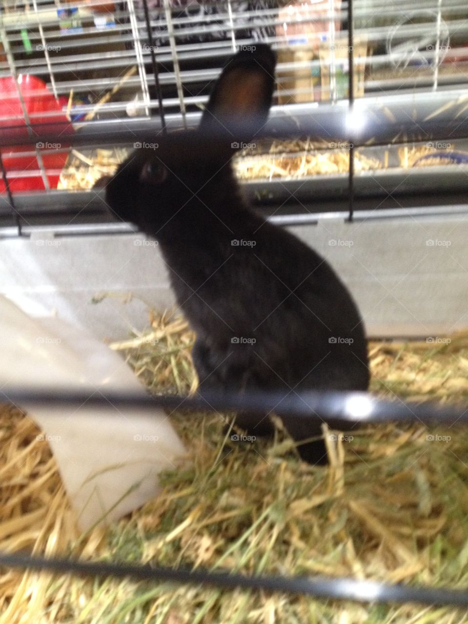 Black bunny