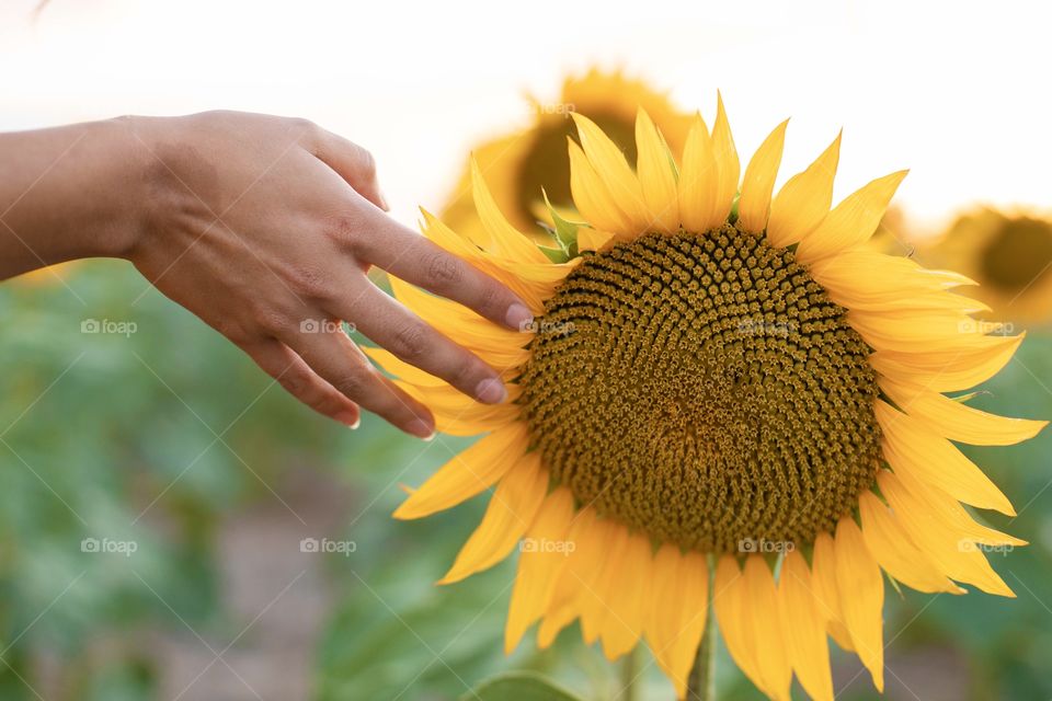 Sunflower