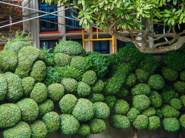 Hedge