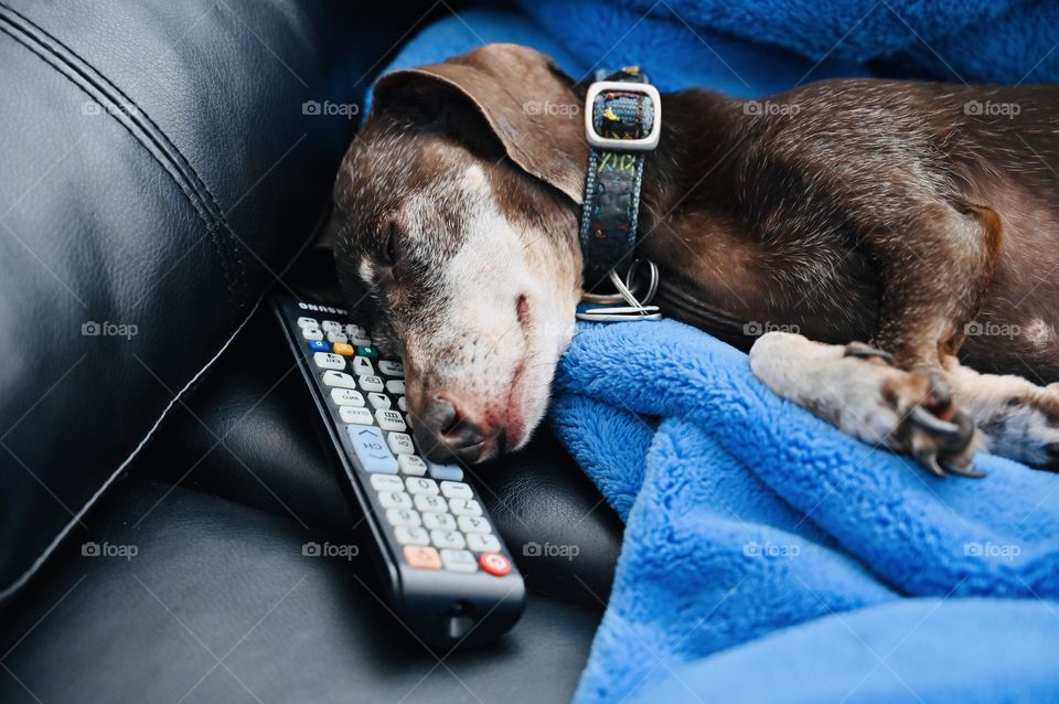 Daisy fall asleep for movie overload 😆